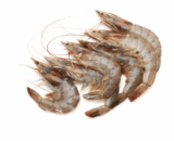 Udang