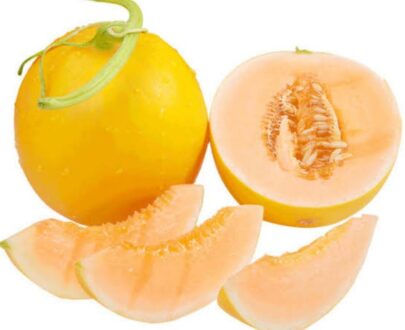 Melon Golden Hidroponik